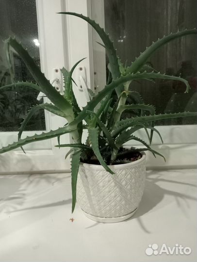 Алоэ в белом керамическом горшке