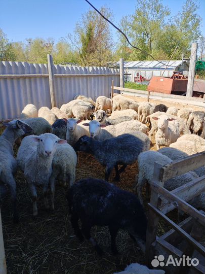 Бараны, ярки