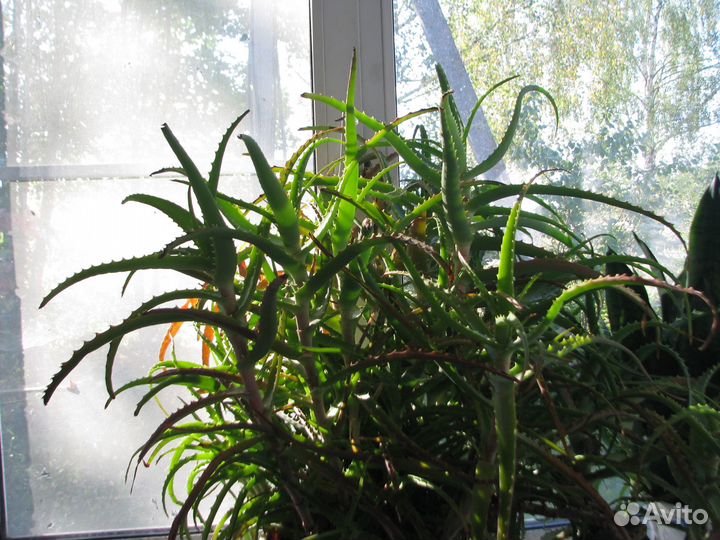 Алоэ столетник