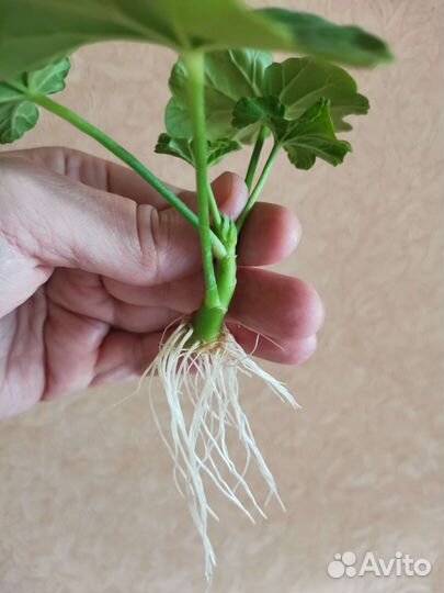 Пеларгонии сортовые