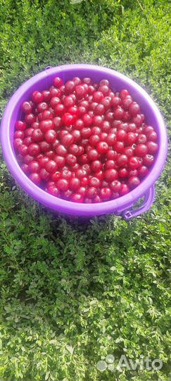 Вишня лесная