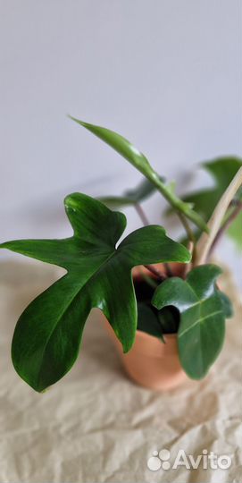 Филодендрон Флорида Грин Бьюти Philodendron Florid