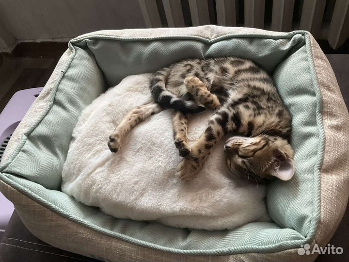 Бенгальский котенок