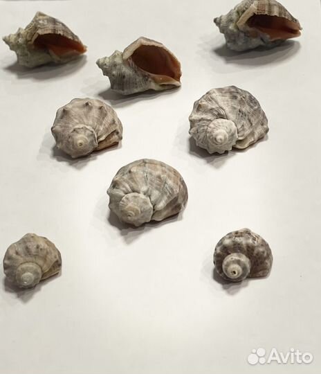 Ракушки рапан