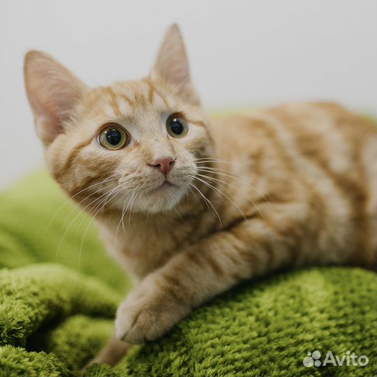 Котенок рыжий в дар