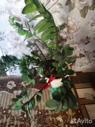 Замиокулькас