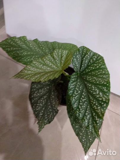 Много комнатных и лечебных растений