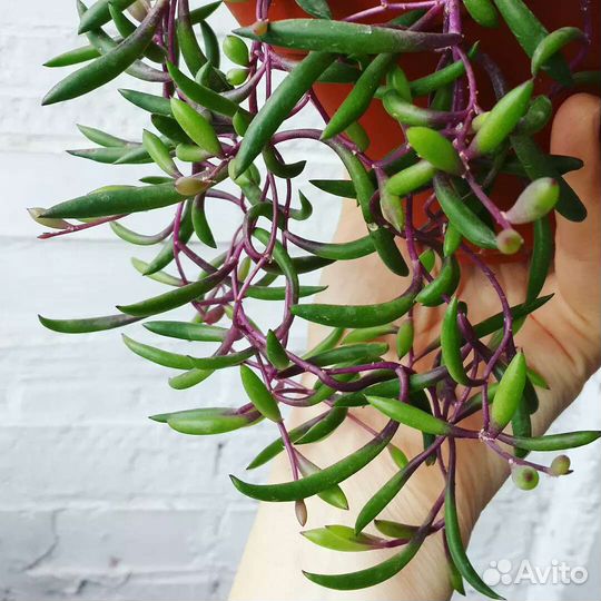 Оттона. Рубиновое ожерелье. Суккулент