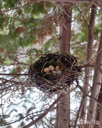 Гнездо натуральное декоративное
