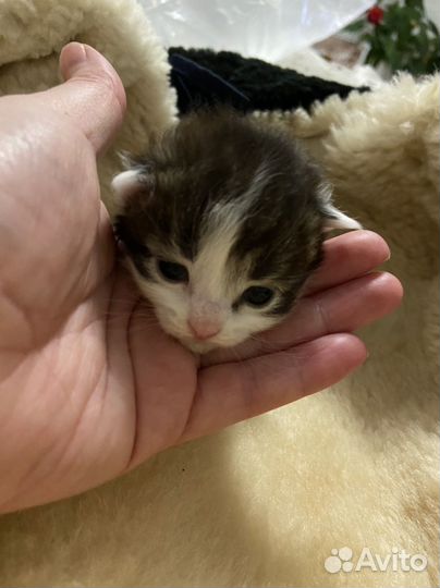 Котята в добрые руки даром