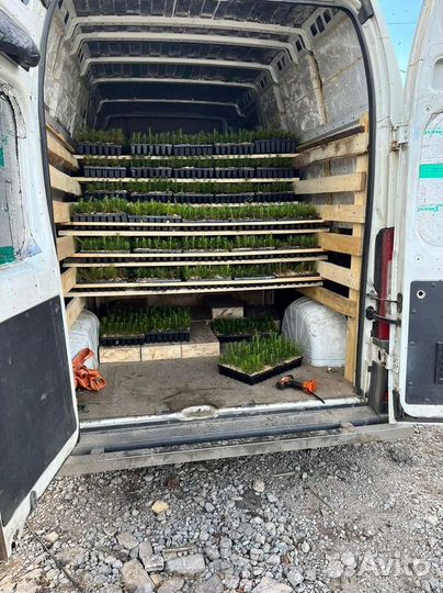 Саженцы сосны и ели