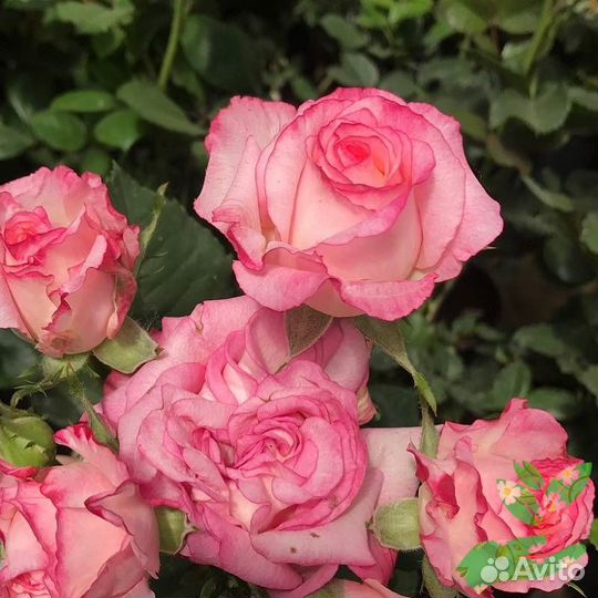 Саженцы роз Экстрим из питомника