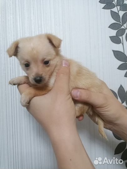 Той-терьер щенки