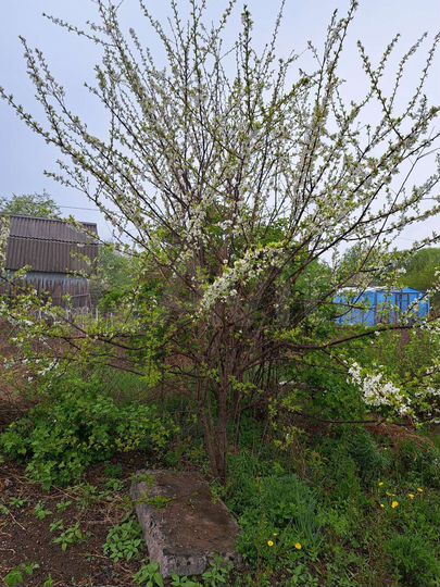 Участок 6 сот. (СНТ, ДНП)