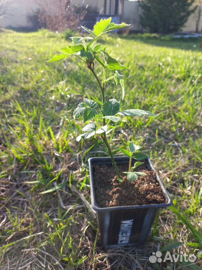 Ежевика бесшипная, возможен опт