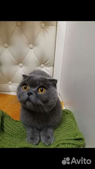 Шотландский кот домашний