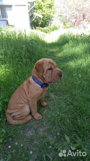 Щенки шарпея