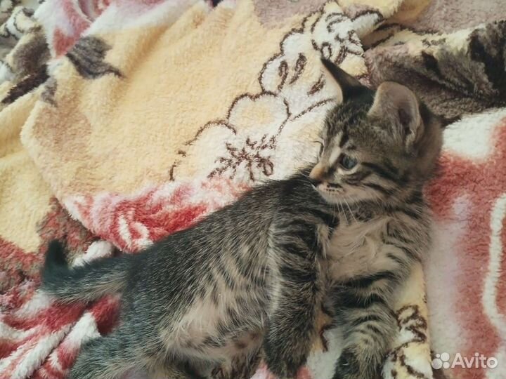 Кошки в добрые руки бесплатно