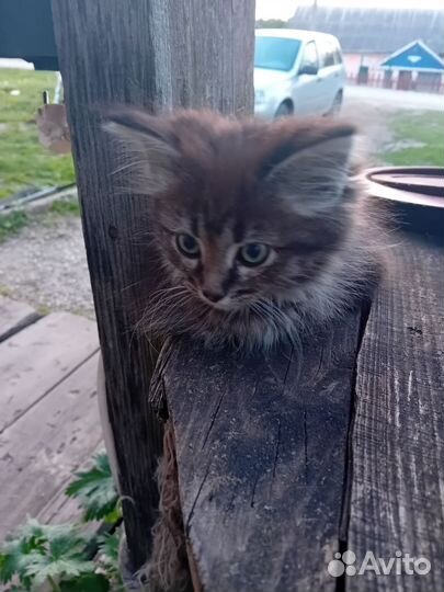 Кошки в добрые руки бесплатно