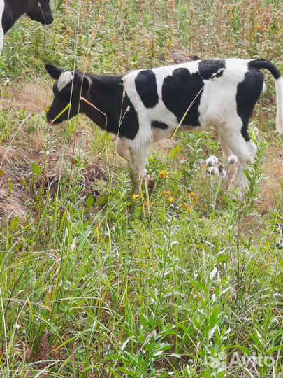 Продам телок