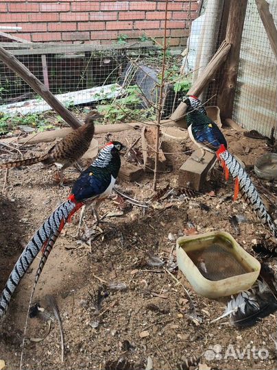 Фазаны трагопан темминка и алмазные