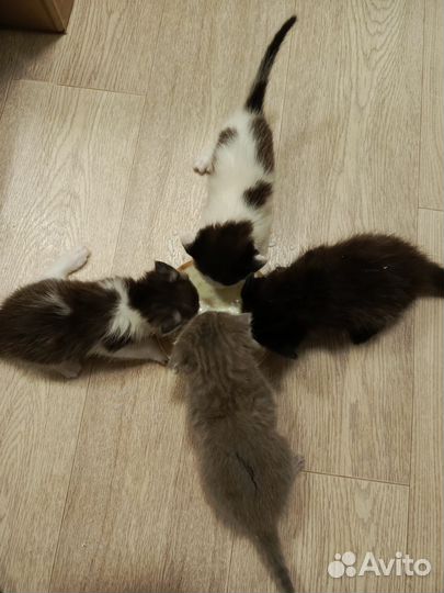 Котята Шотландсие