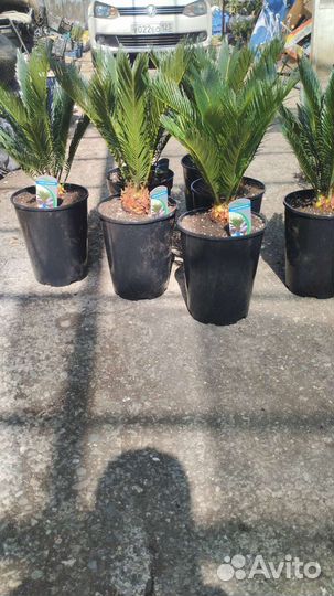 Саговая пальма