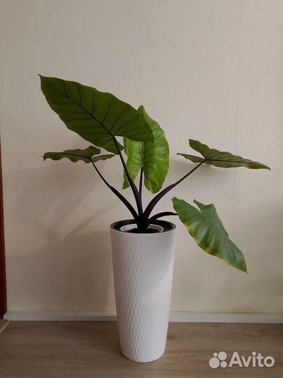 Алоказия Black stem