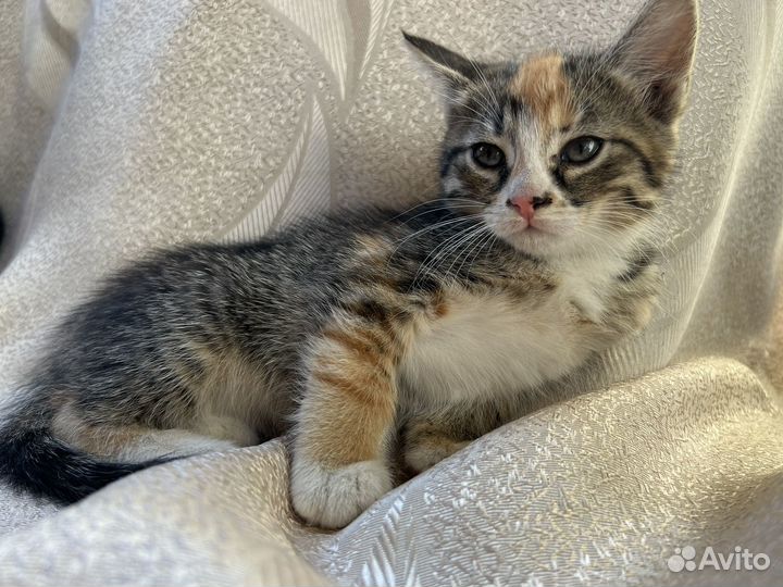 Котята кошки