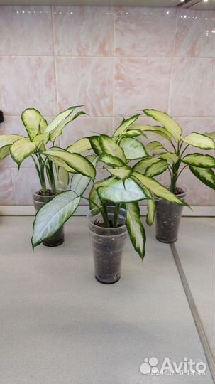 Диффенбахия камилла