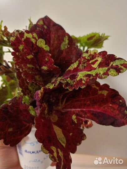 Цветы колеусы