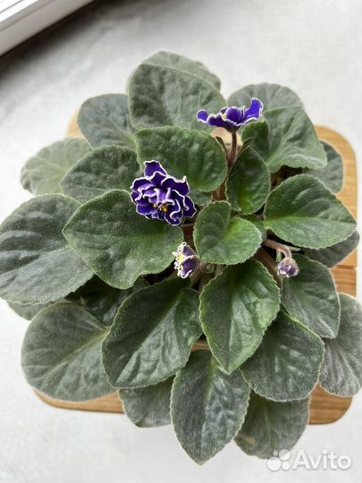 Фиалка молодая