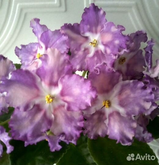 Фиалки сортовые