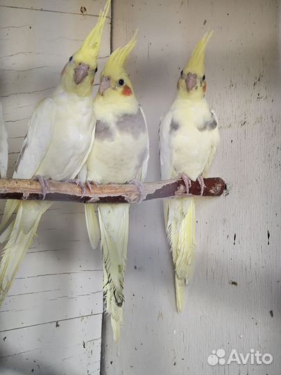 Попугай корелла