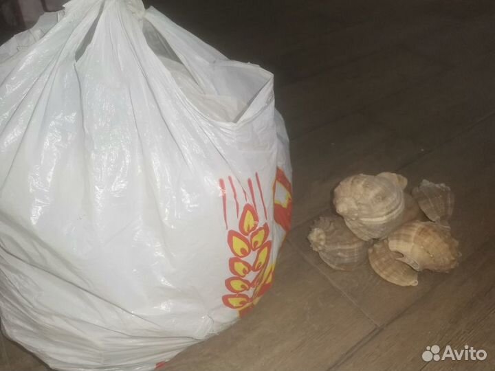 Морские ракушки