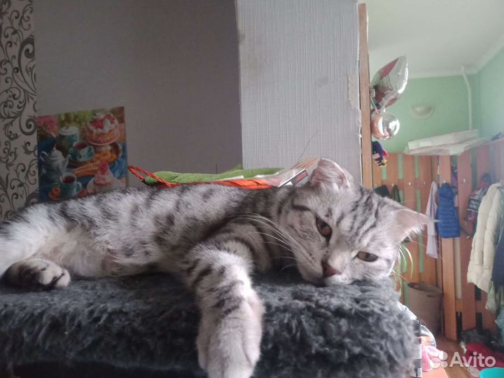 Отдам котят в хорошие руки