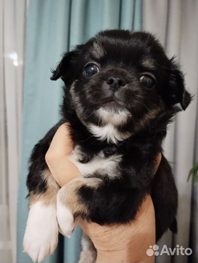 Щенки чихуахуа