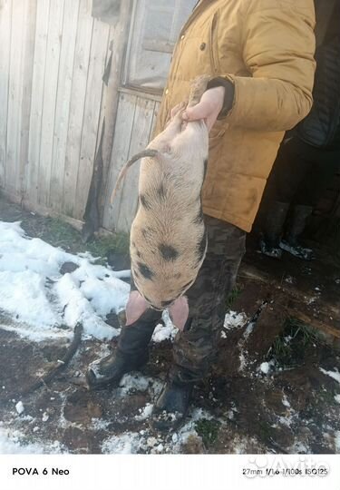 Поросята