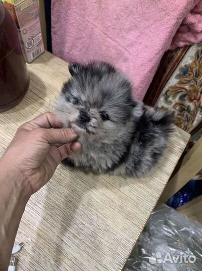 Померанский шпиц тип мишка -голубой мерль Яночка