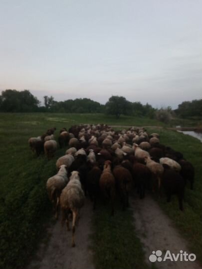 Овцы, бараны