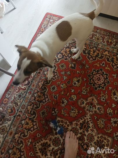 Парсон рассел терьер