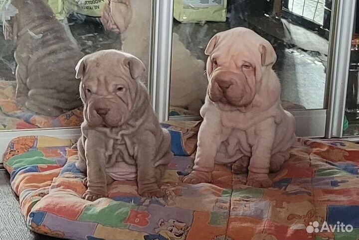 Щенки шарпей