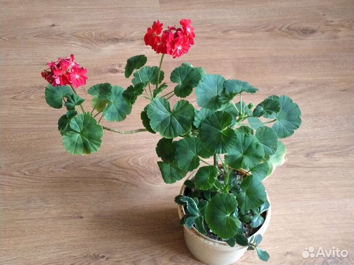 Красный колеус,герань розовая и красная