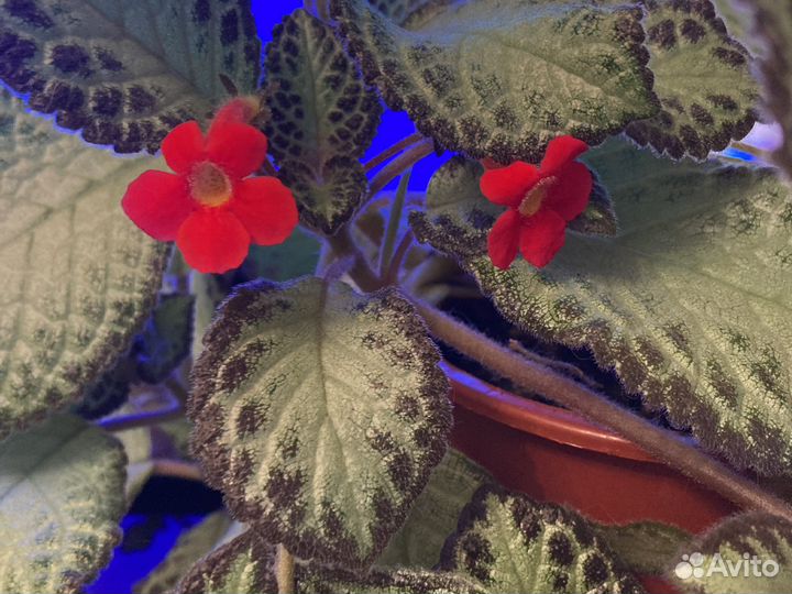 Комнатные цветы