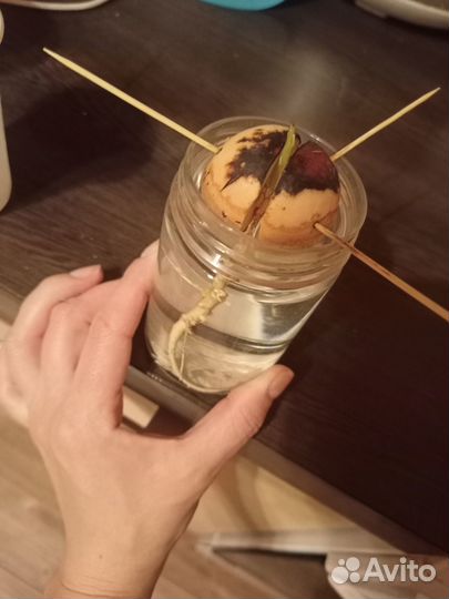 Авокадо отросток