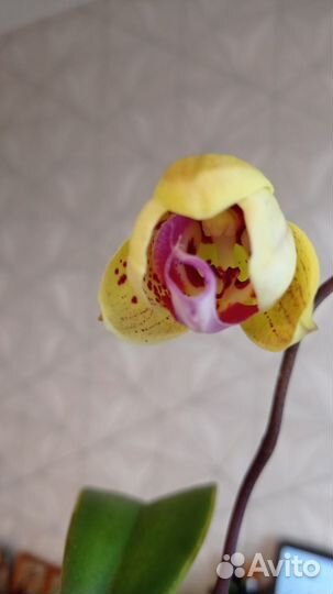 Орхидея Мариола