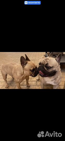 Продам щенков