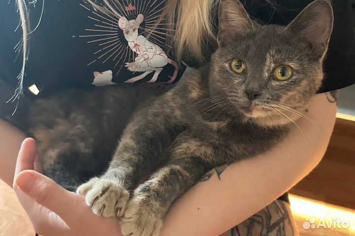 Домашние животные кошки