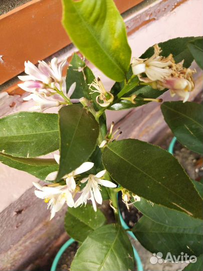 Лимон, лайм,мандарин,кинкан