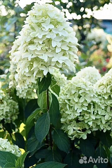 Гортензия метельчатая Скайфолл